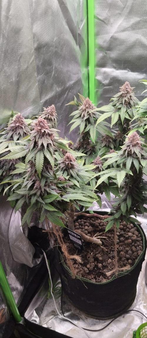 Lemonpaya FB/ Special Kush RQS. Week 15