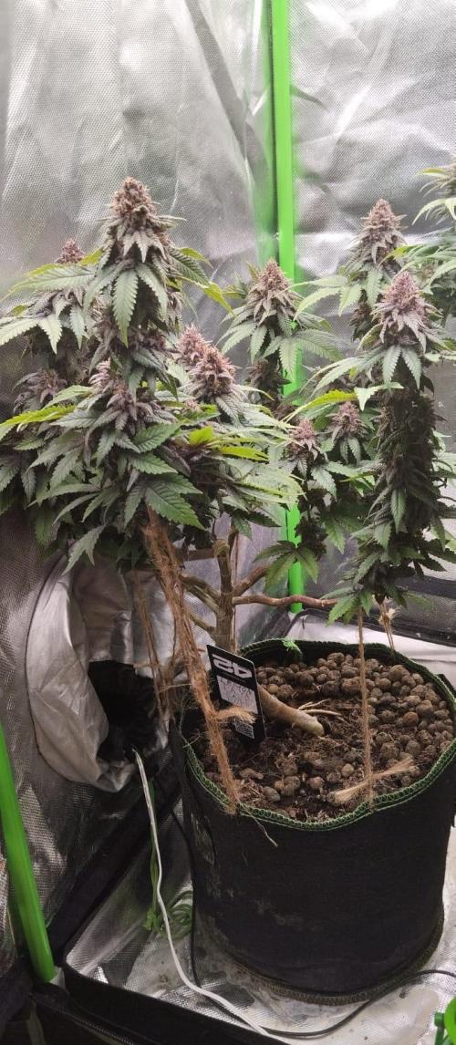 Lemonpaya FB/ Special Kush RQS. Week 15