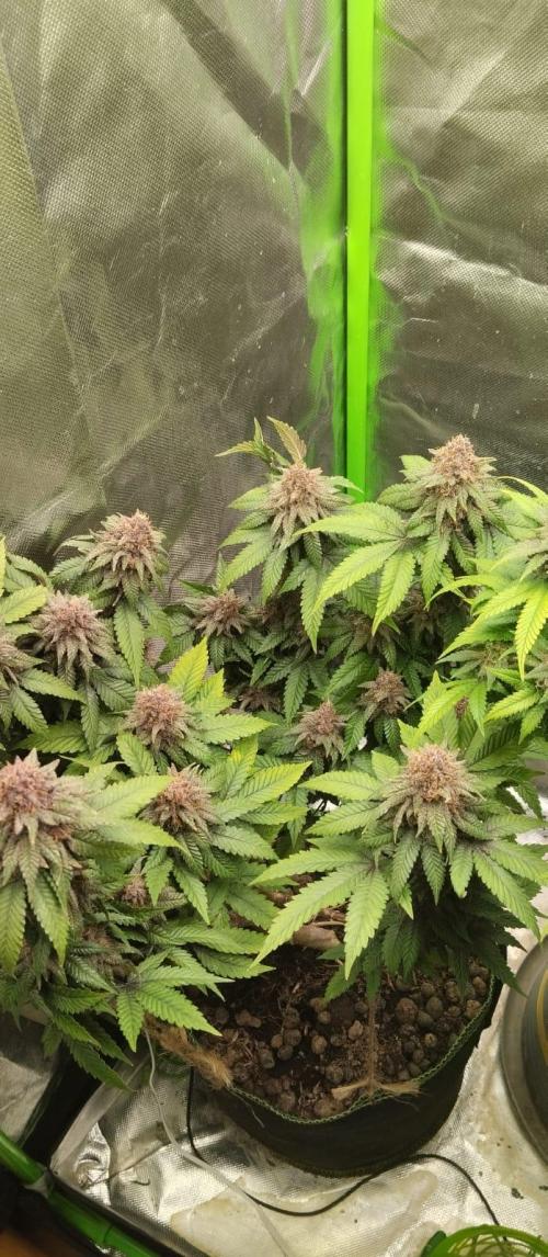 Lemonpaya FB/ Special Kush RQS. Week 15