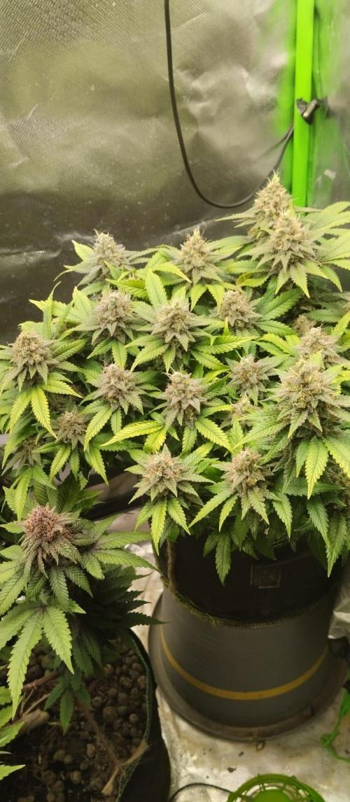 Lemonpaya FB/ Special Kush RQS. Week 15