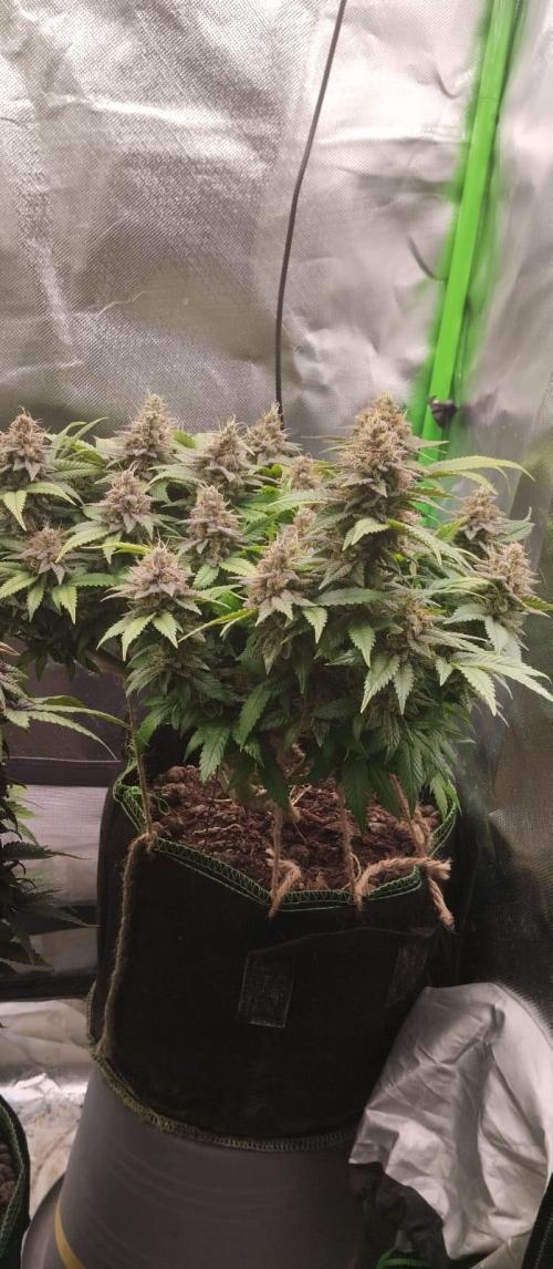 Lemonpaya FB/ Special Kush RQS. Week 15