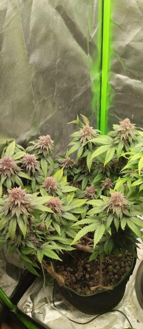 Lemonpaya FB/ Special Kush RQS. Week 15