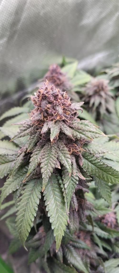 Lemonpaya FB/ Special Kush RQS. Week 15