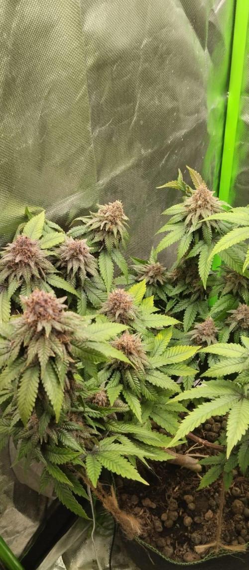 Lemonpaya FB/ Special Kush RQS. Week 15