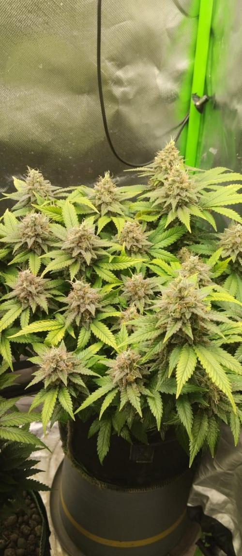 Lemonpaya FB/ Special Kush RQS. Week 15