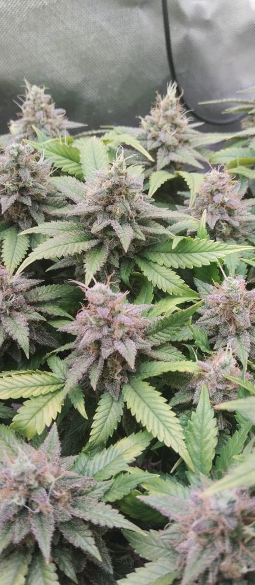 Lemonpaya FB/ Special Kush RQS. Week 15