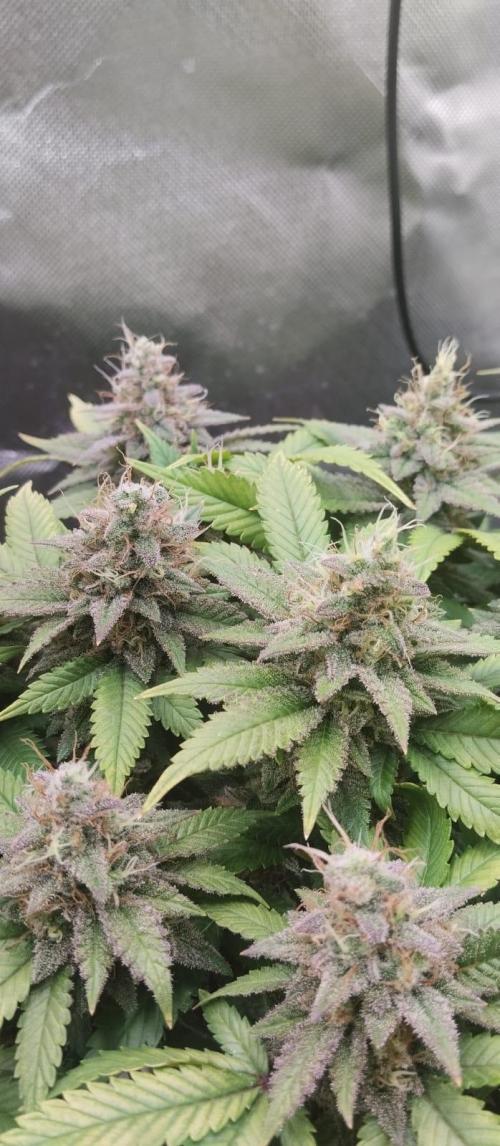 Lemonpaya FB/ Special Kush RQS. Week 15