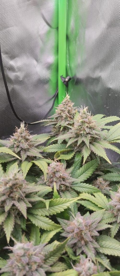 Lemonpaya FB/ Special Kush RQS. Week 15