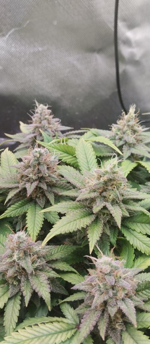 Lemonpaya FB/ Special Kush RQS. Week 15