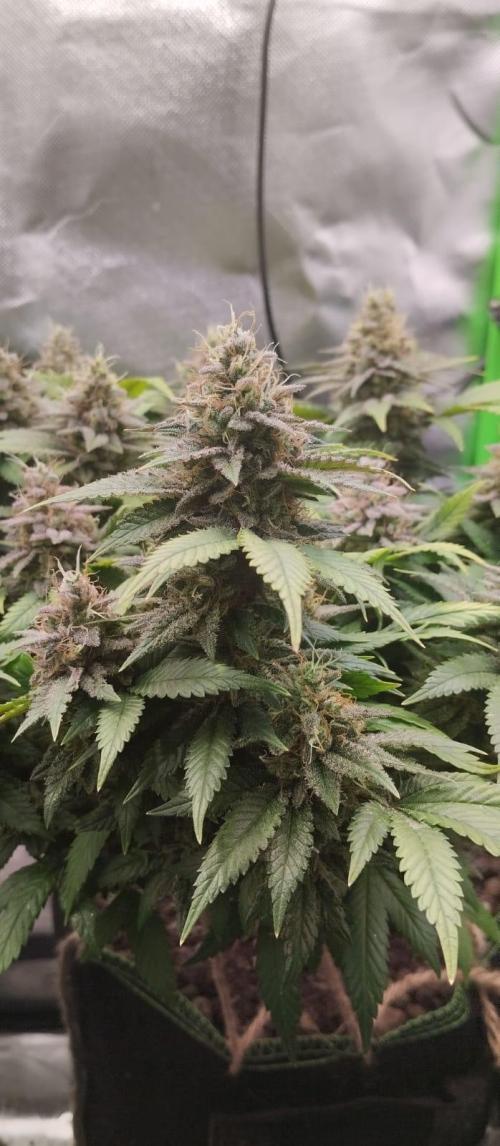 Lemonpaya FB/ Special Kush RQS. Week 15