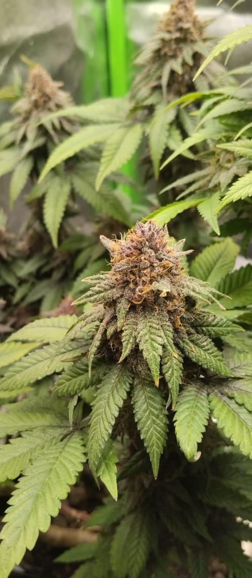 Lemonpaya FB/ Special Kush RQS. Week 15 - 9.12.25