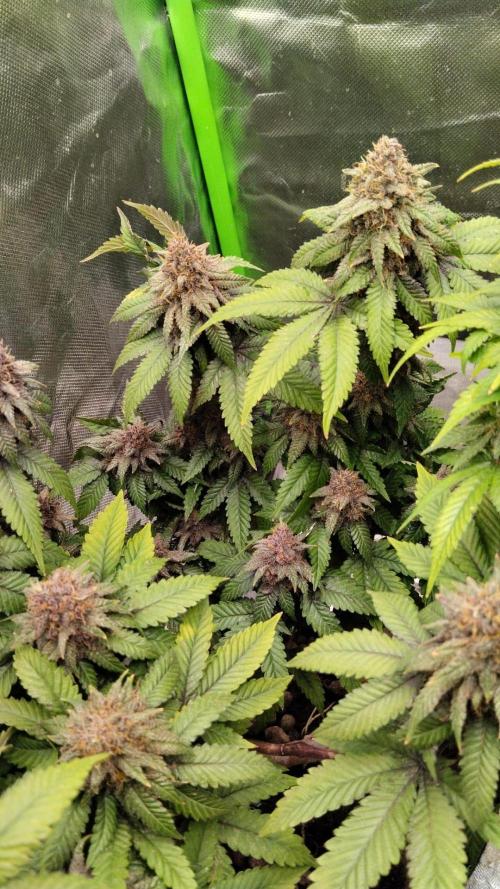 Lemonpaya FB/ Special Kush RQS. Week 15 - 9.12.25