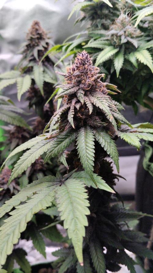 Lemonpaya FB/ Special Kush RQS. Week 15 - 9.12.25