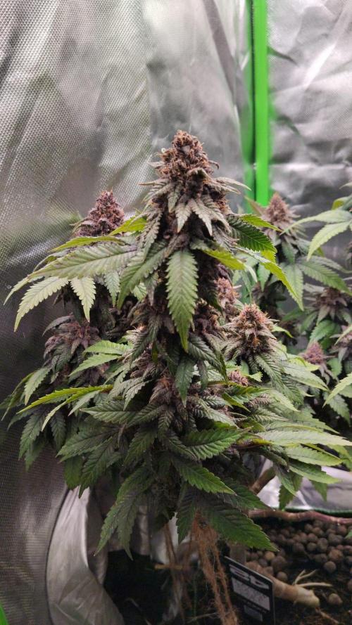 Lemonpaya FB/ Special Kush RQS. Week 15 - 9.12.25