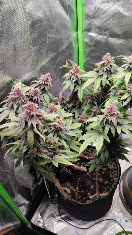 Lemonpaya FB/ Special Kush RQS. Week 15 - 9.12.25