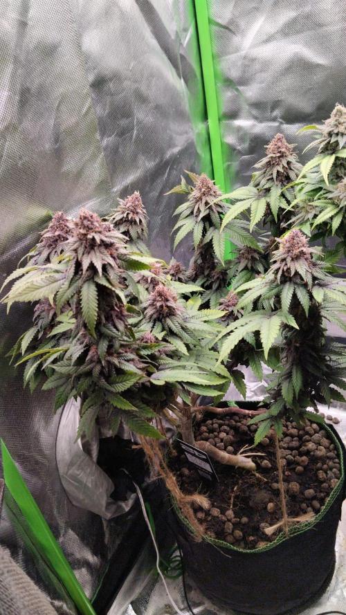 Lemonpaya FB/ Special Kush RQS. Week 15 - 9.12.25