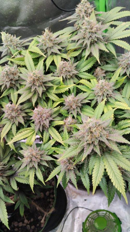 Lemonpaya FB/ Special Kush RQS. Week 15 - 9.12.25