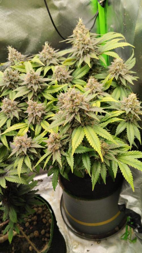 Lemonpaya FB/ Special Kush RQS. Week 15 - 9.12.25