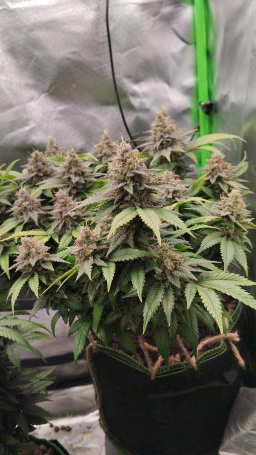 Lemonpaya FB/ Special Kush RQS. Week 15 - 9.12.25