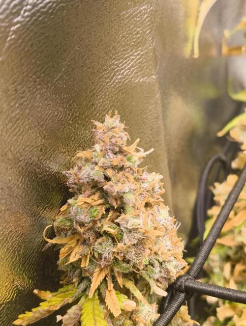 Bonus Gorilla Cookies auto. Week 12 - 7.12.25