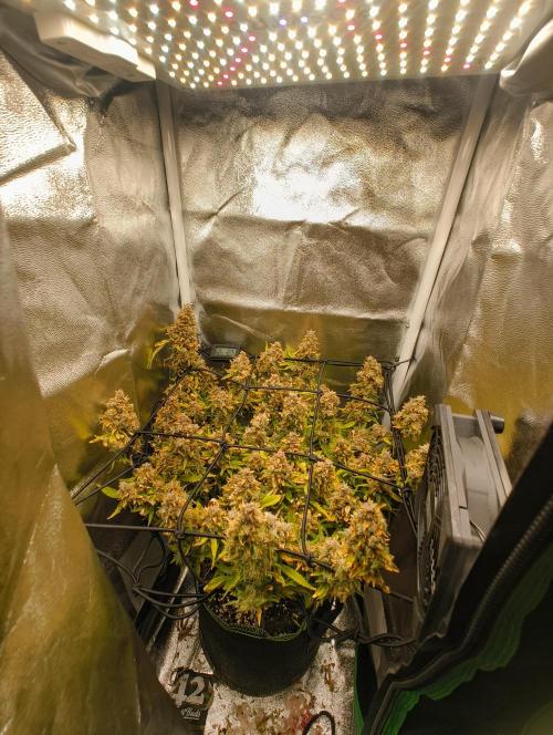 Bonus Gorilla Cookies auto. Week 12 - 7.12.25