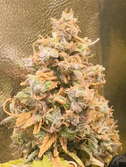 Bonus Gorilla Cookies auto. Week 12 - 7.12.25