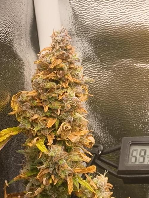 Bonus Gorilla Cookies auto. Week 12 - 7.12.25