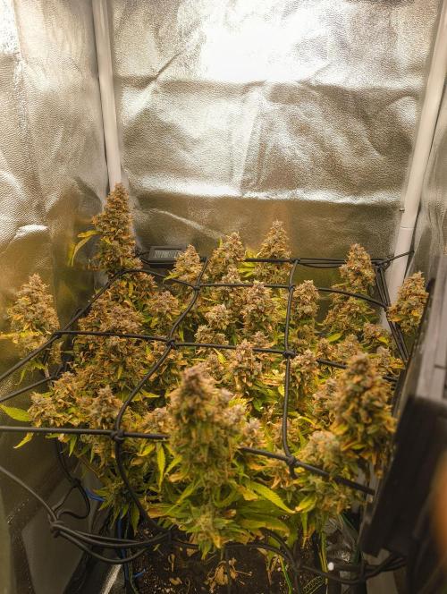 Bonus Gorilla Cookies auto. Week 12 - 7.12.25