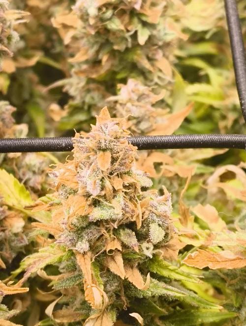 Bonus Gorilla Cookies auto. Week 12 - 7.12.25