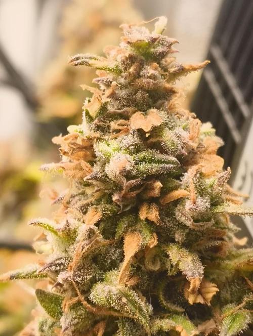 Bonus Gorilla Cookies auto. Week 12 - 7.12.25