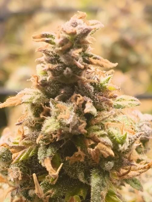 Bonus Gorilla Cookies auto. Week 12 - 7.12.25