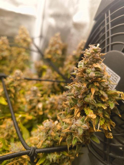 Bonus Gorilla Cookies auto. Week 12 - 7.12.25