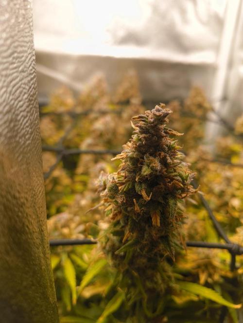 Bonus Gorilla Cookies auto. Week 12 - 7.12.25