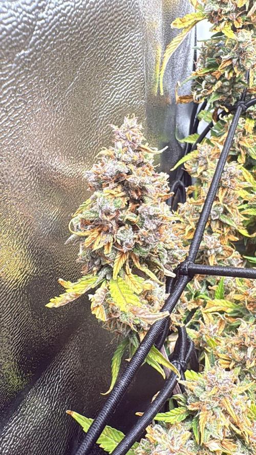 Bonus Gorilla Cookies auto. Week 12 - 7.12.25