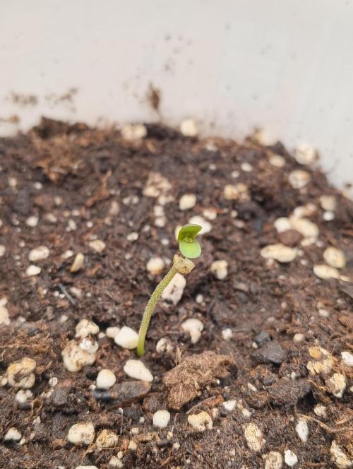 GOAT Tropicana FF. Week 1 - 13.12.25