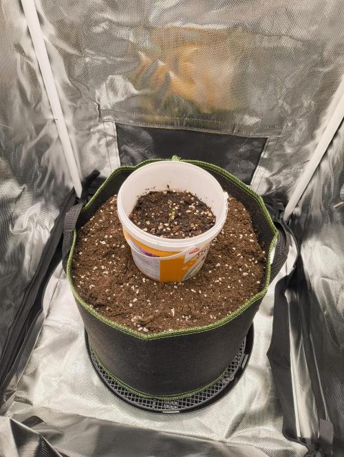 GOAT Tropicana FF. Week 1 - 13.12.25