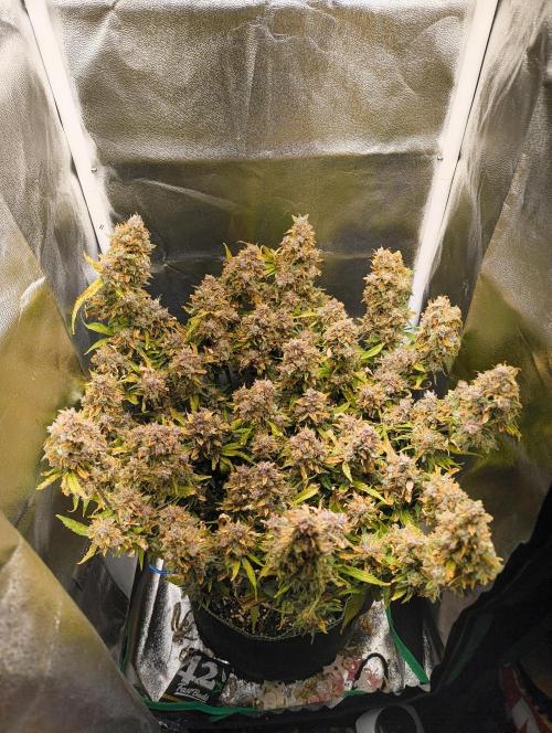 Bonus Gorilla Cookies auto. Week 13 - 13.12.25