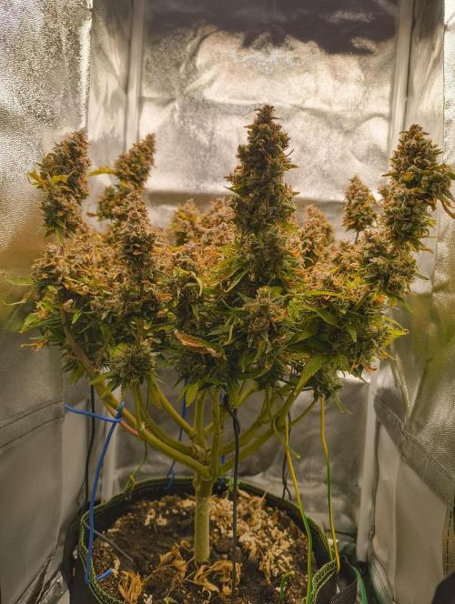 Bonus Gorilla Cookies auto. Week 13