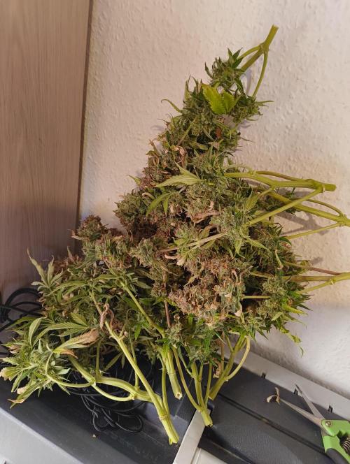 Bonus Gorilla Cookies auto. Week 13