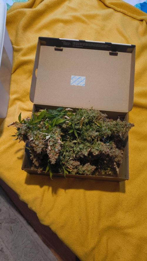 Bonus Gorilla Cookies auto. Week 13