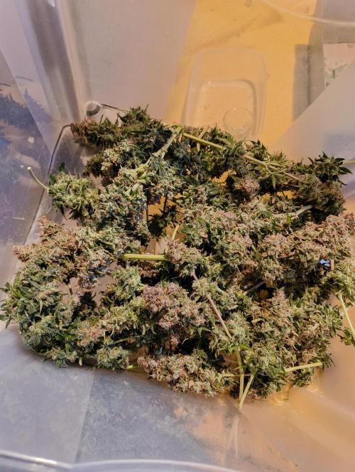 Bonus Gorilla Cookies auto. Week 13