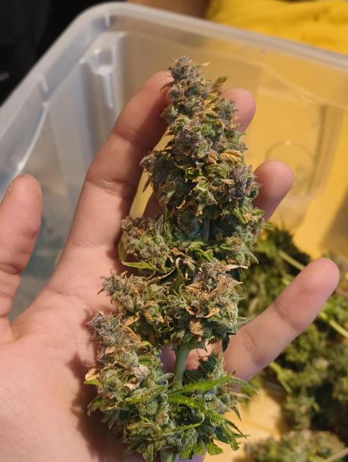 Bonus Gorilla Cookies auto. Week 13