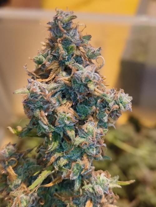 Bonus Gorilla Cookies auto. Week 13