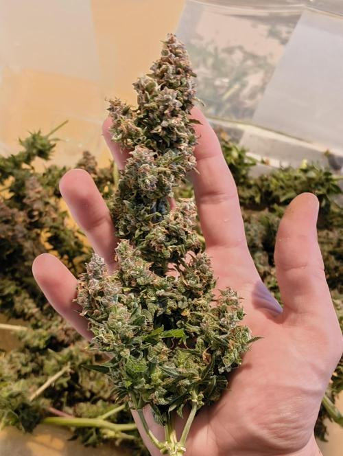 Bonus Gorilla Cookies auto. Week 13