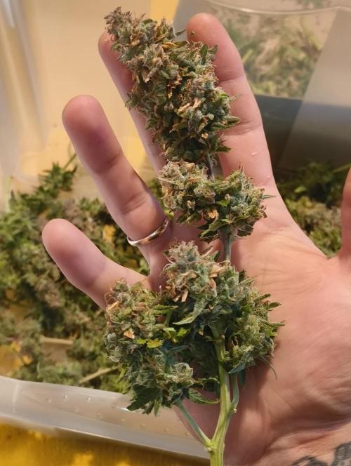 Bonus Gorilla Cookies auto. Week 13