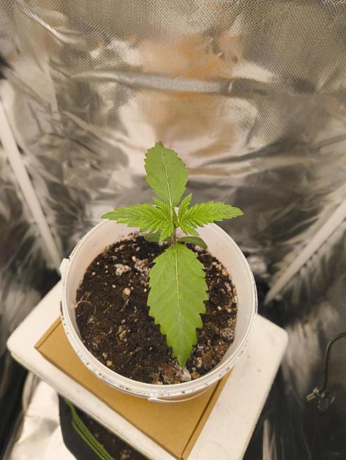 GOAT Tropicana FF. Week 2 - 22.12.25