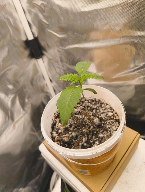 GOAT Tropicana FF. Week 2 - 22.12.25