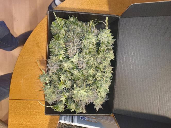 Lemonpaya FB/ Special Kush RQS. Week 16 - 19.12.25