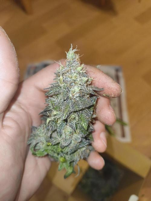 Lemonpaya FB/ Special Kush RQS. Week 16 - 19.12.25