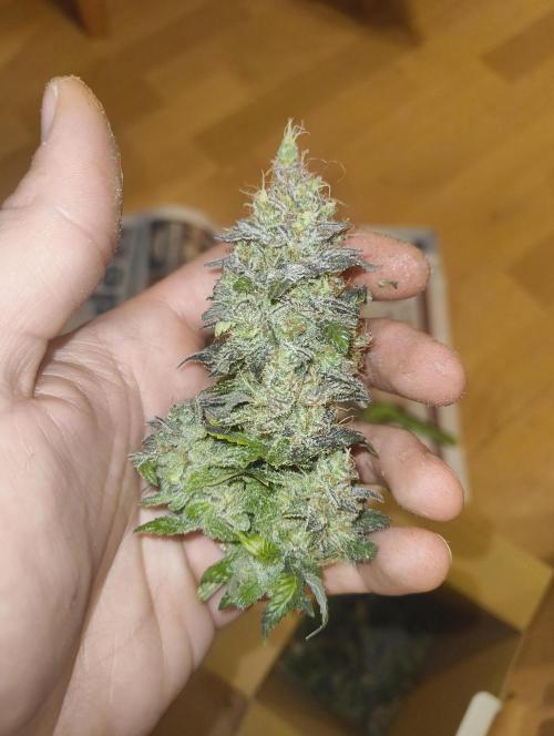 Lemonpaya FB/ Special Kush RQS. Week 16 - 19.12.25